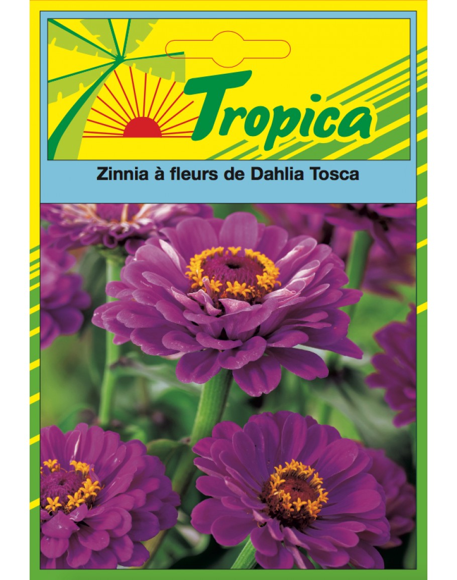 Zinnia Seeds By Tropica